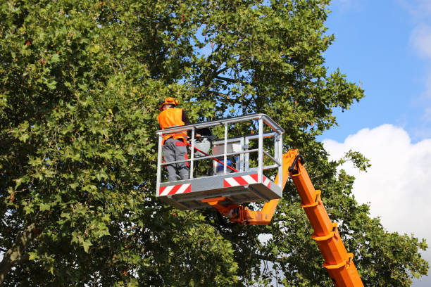  Tompkinsville, KY Tree Services Pros
