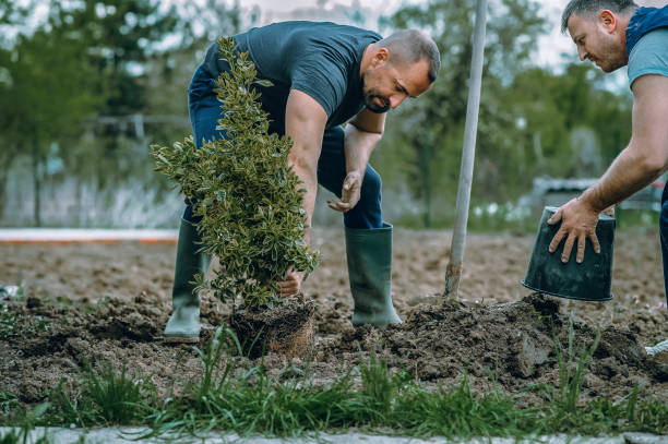 How Our Tree Care Process Works  in  Tompkinsville, KY