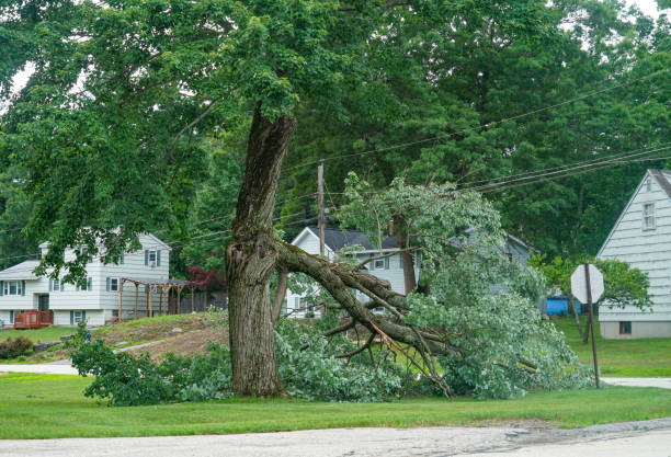 Best Tree and Shrub Care  in Tompkinsville, KY