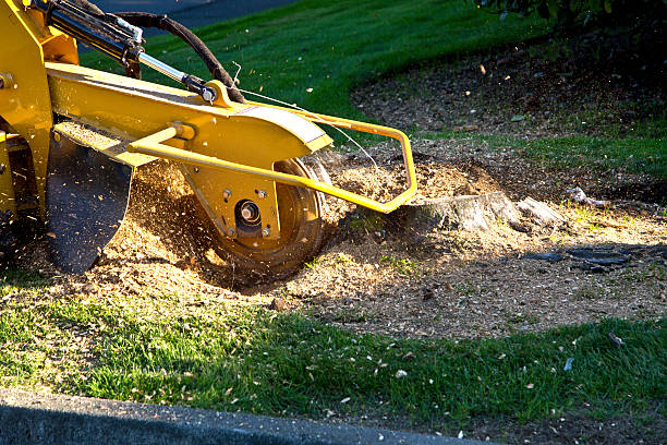 Best Lawn Maintenance Plans  in Tompkinsville, KY