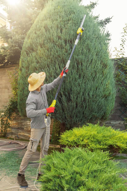 Best Lawn Drainage Solutions  in Tompkinsville, KY